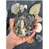 Image 4 : Collection of Fossils