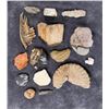 Image 5 : Collection of Fossils