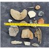 Image 6 : Collection of Fossils