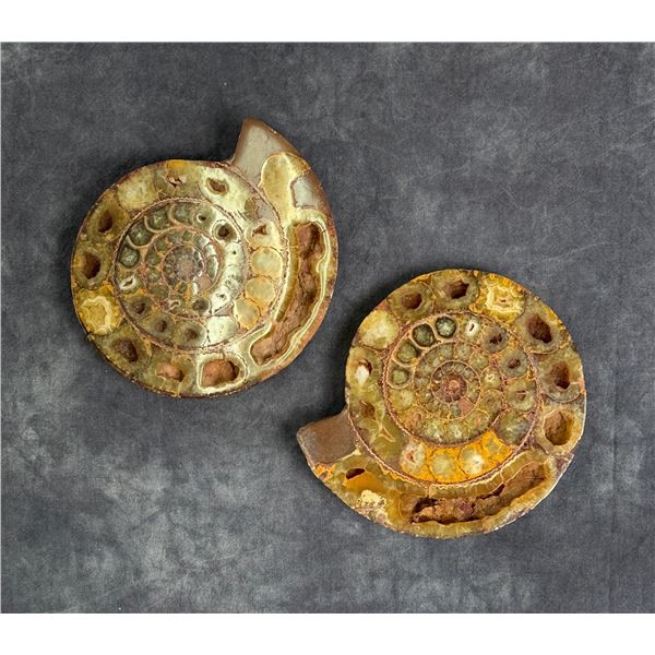 Sliced Agatized Ammonite Fossil