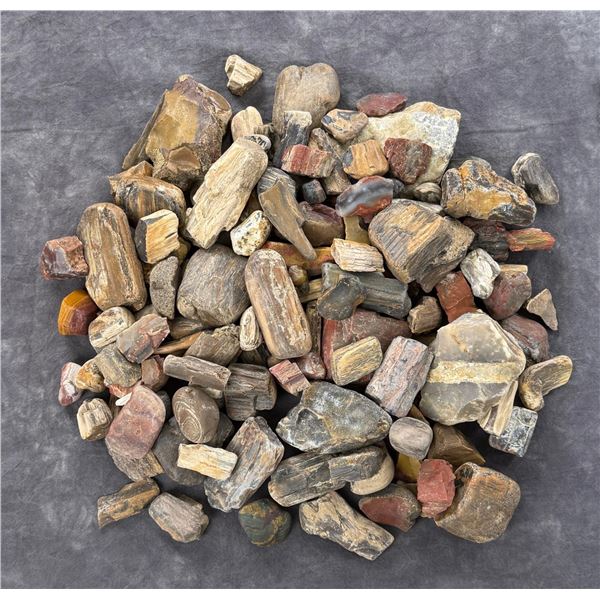 Collection of Jewelry Grade Petrified Wood