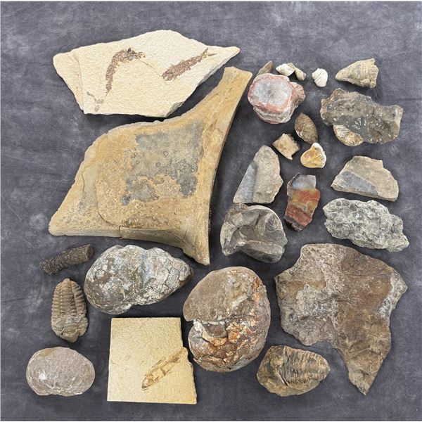 Collection of Fossils