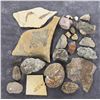 Image 1 : Collection of Fossils