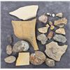 Image 2 : Collection of Fossils