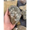 Image 3 : Collection of Fossils