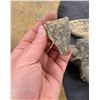 Image 6 : Collection of Fossils