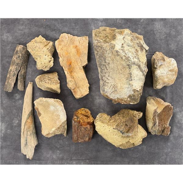 Collection of Fossils