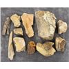 Image 1 : Collection of Fossils