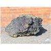 Image 1 : Exceptional Butte Montana Covellite Specimen