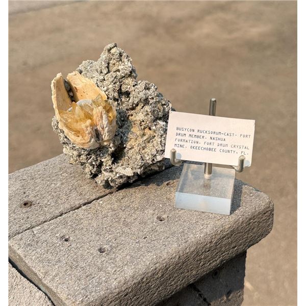 Busycon rucksorum Fossil Whelk Florida