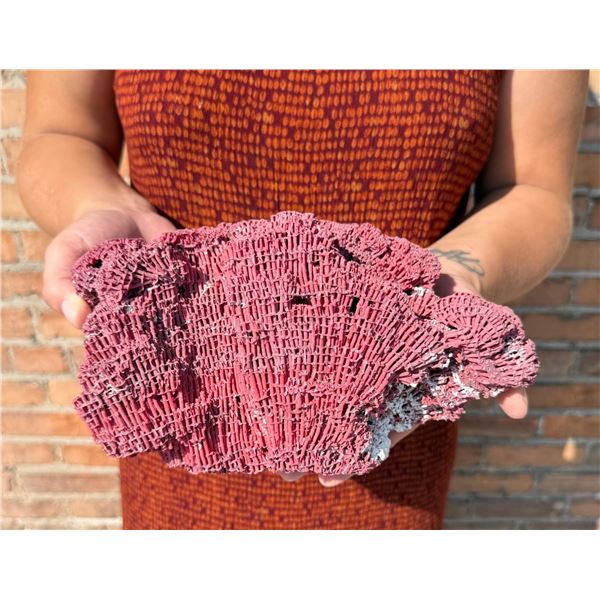 Natural Red Organ Pipe Coral