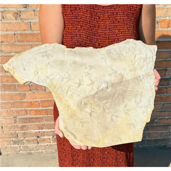Green River Bird Tracks Fossil Footprints