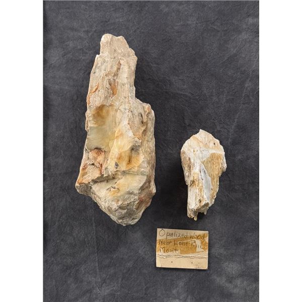 Lone Pine Montana Opalized Wood Specimens