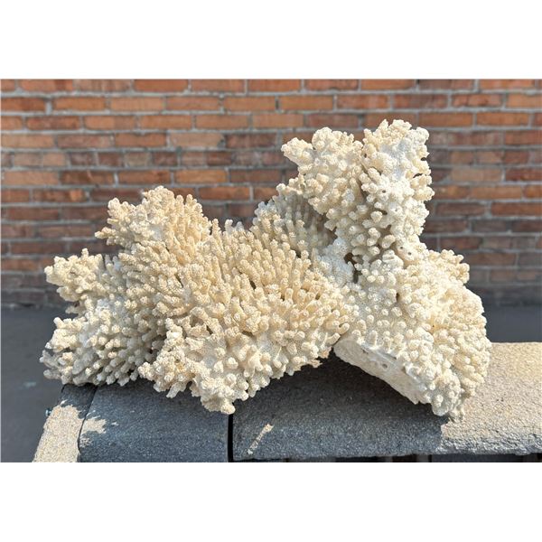 White Cauliflower Coral