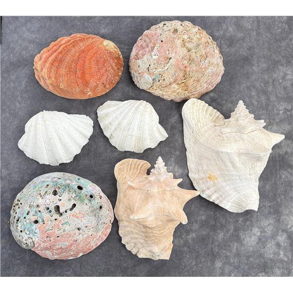 Collection of Seashells