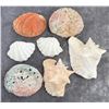Image 1 : Collection of Seashells