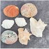 Image 2 : Collection of Seashells