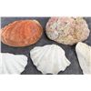 Image 3 : Collection of Seashells