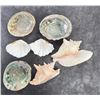Image 4 : Collection of Seashells
