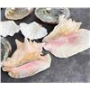 Image 5 : Collection of Seashells