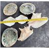 Image 6 : Collection of Seashells