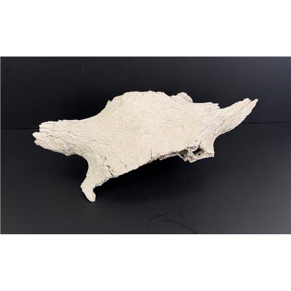 Ancient Montana Buffalo Jump Skull