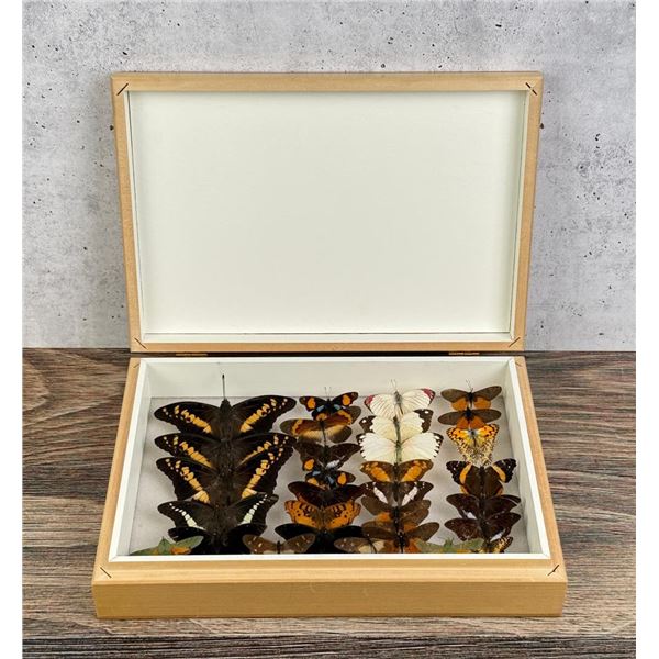 Butterfly Specimens In Box Entomology