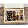 Image 2 : Butterfly Specimens In Box Entomology