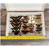 Image 3 : Butterfly Specimens In Box Entomology