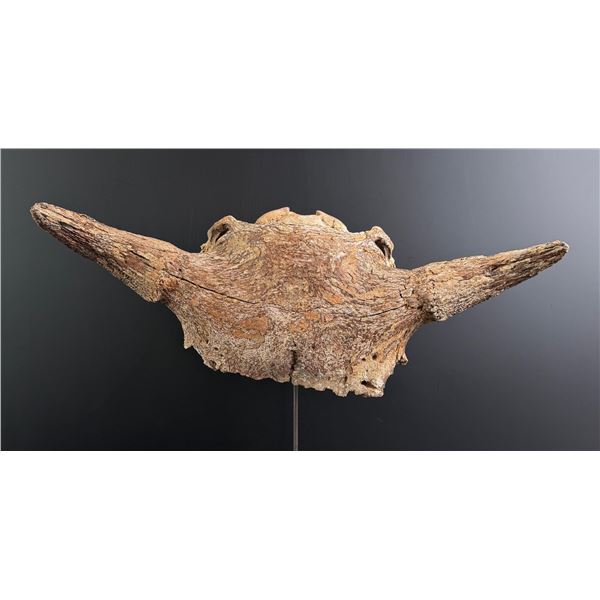 Ancient Montana Buffalo Jump Skull