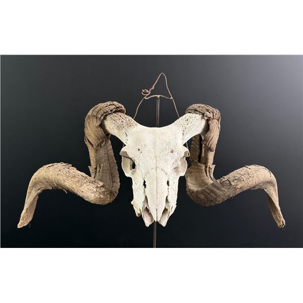 Montana Ranch Found Domestic Sheep Ram Skull