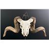 Image 1 : Montana Ranch Found Domestic Sheep Ram Skull