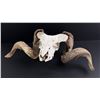 Image 2 : Montana Ranch Found Domestic Sheep Ram Skull