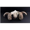 Image 3 : Montana Ranch Found Domestic Sheep Ram Skull