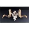 Image 4 : Montana Ranch Found Domestic Sheep Ram Skull