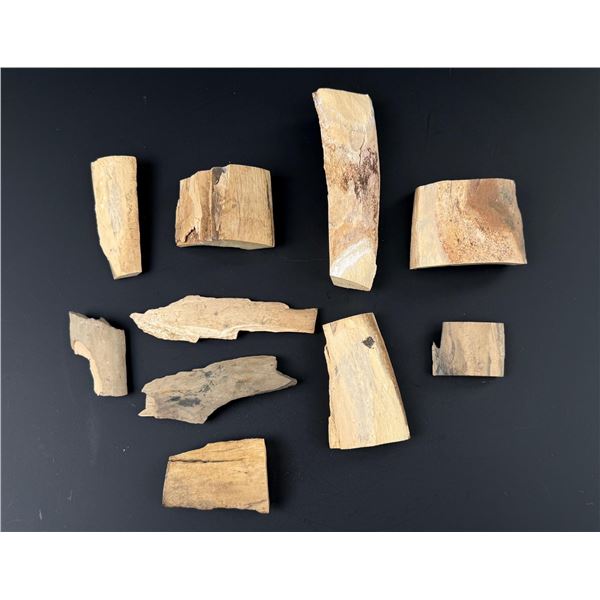 Ancient Fossil Mastodon Mammoth Ivory