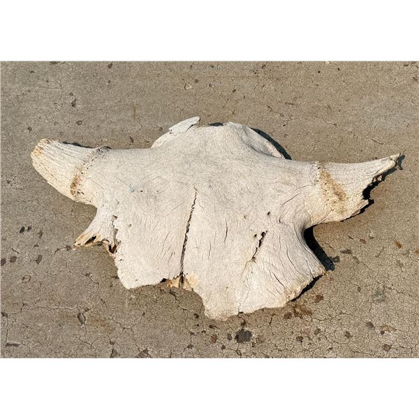 Ancient Montana Buffalo Jump Skull