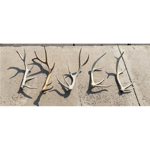 Collection of Montana Elk Antler Sheds