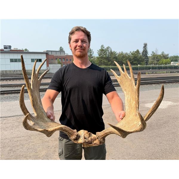 Montana Shiras Bull Moose Paddles Antlers Horns
