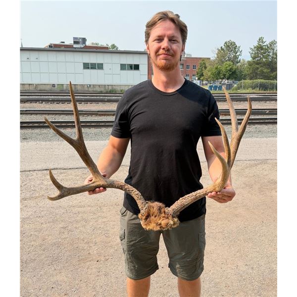 Montana Mule Deer Antlers Horns