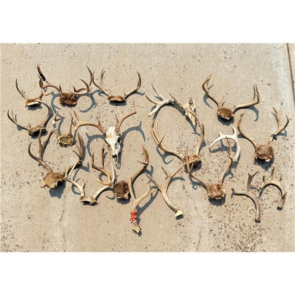 Montana Whitetail Mule Deer Antlers