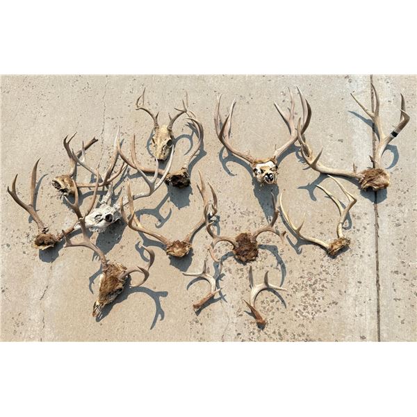 Montana Whitetail Mule Deer Antlers Horns