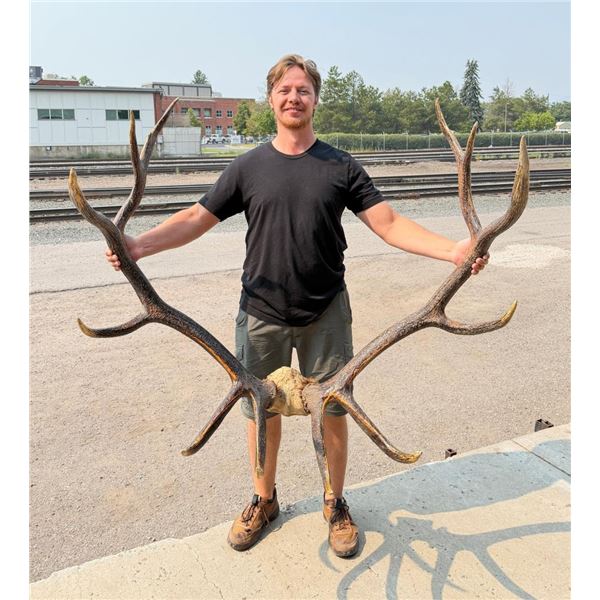 Huge Taxidermy Montana Rocky Mountain Elk Horns