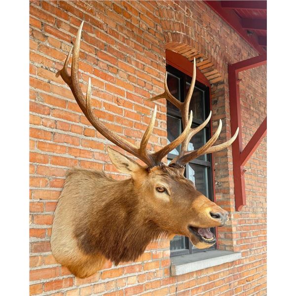Montana Rocky Mountain Elk Taxidermy Mount