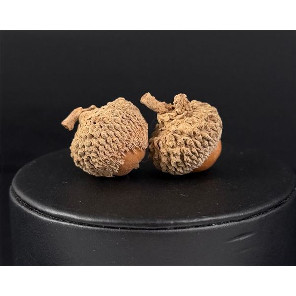 Maxfield Parrish Home Burr Oak Dried Acorns