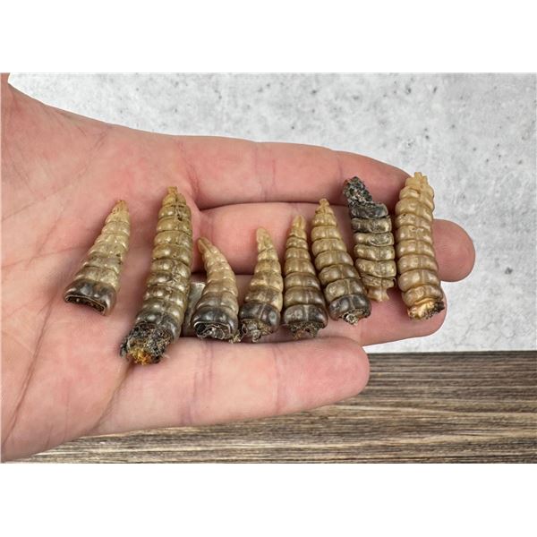 Montana Rattlesnake Rattles