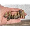 Image 1 : Montana Rattlesnake Rattles