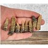 Image 2 : Montana Rattlesnake Rattles