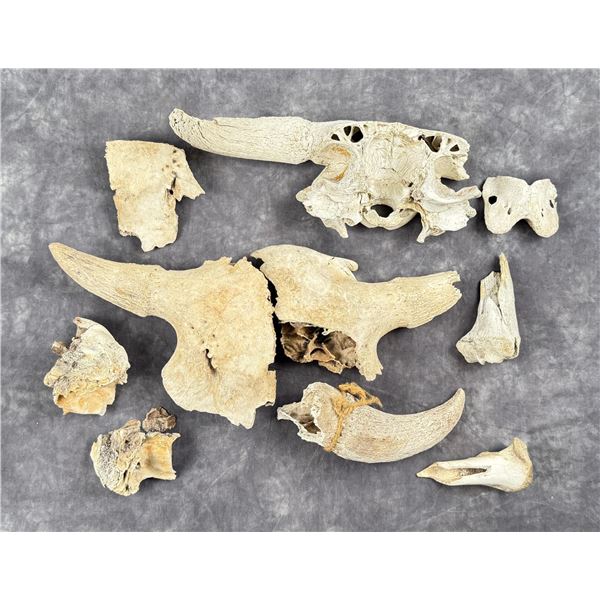 Ancient Montana Buffalo Jump Skull Fragments