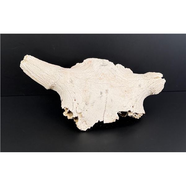 Ancient Montana Buffalo Jump Skull